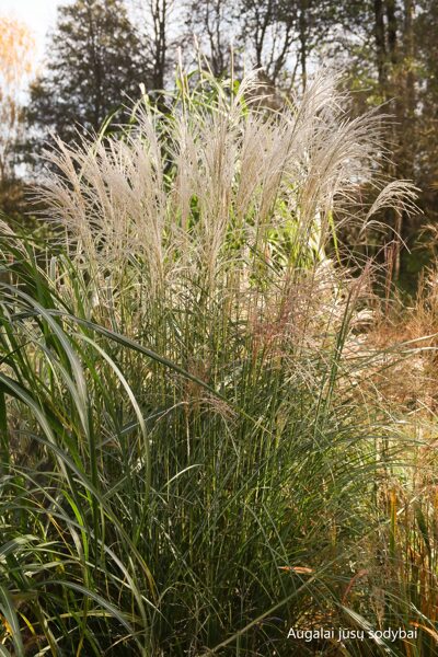 Kininis miskantas (Miscanthus sinensis) 'Federweiser'