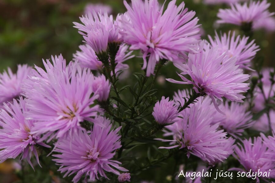 Virgininis astras (Aster novi-belgii) 'Fellowship'
