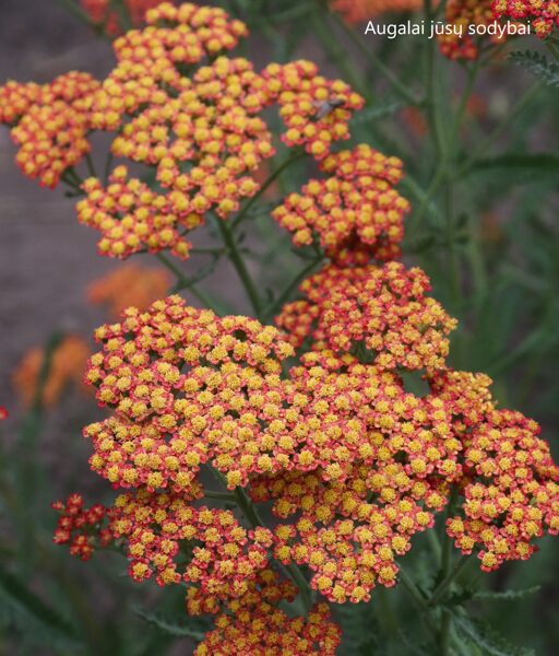 Kraujažolė (Achillea) 'Feuerland'