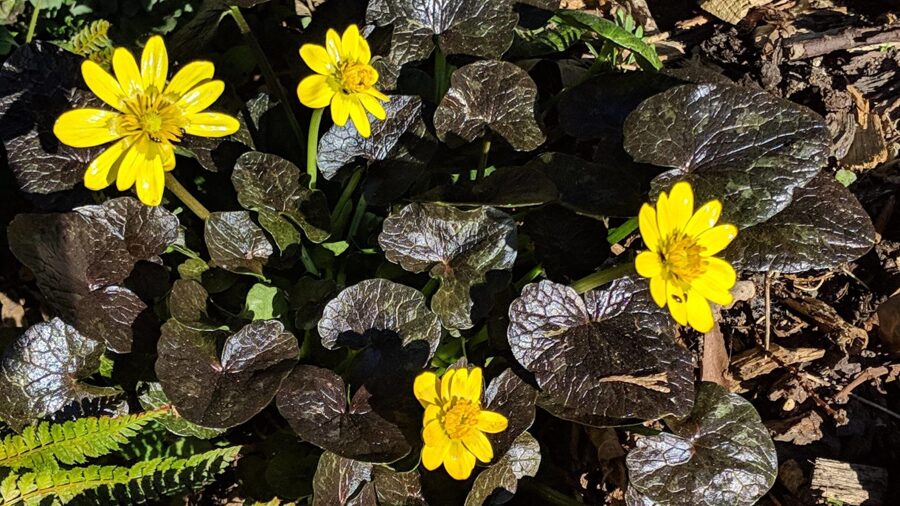 Švitriešis pavasarinis (Ficaria verna) 'Brazen Hussy'