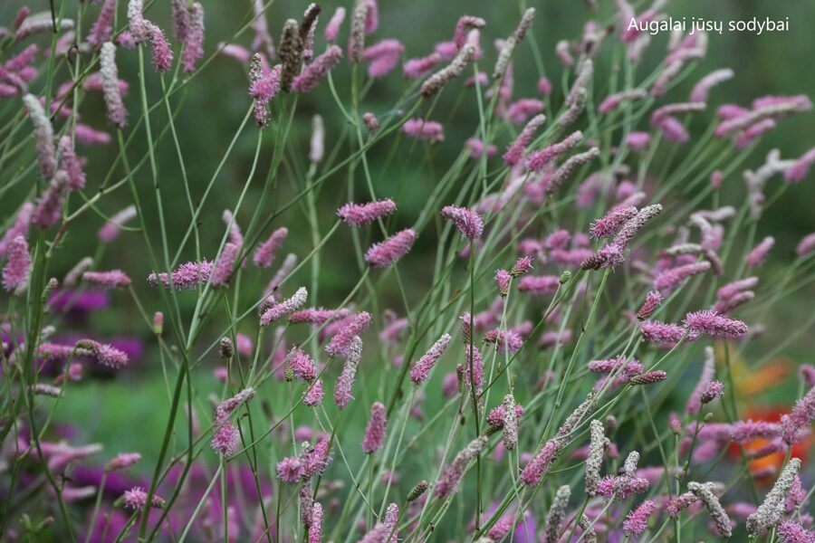 Vaistinė kraujalakė (Sanguisorba officinalis) 'Fire Explosion'