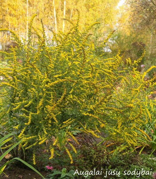 Rykštenė (Solidago rugosa) 'Fireworks'