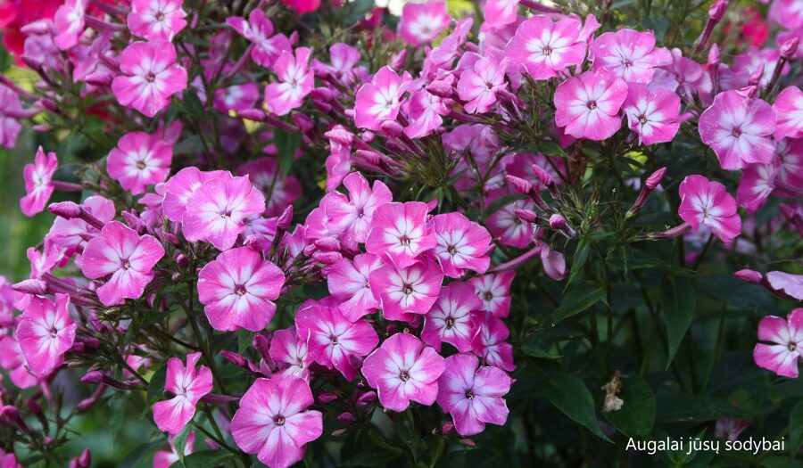 Šluotelinis flioksas (Phlox paniculata) 'Flame Light Pink Imp.'