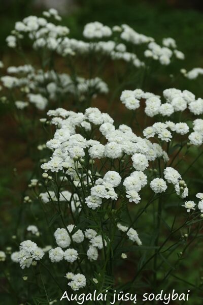 Čiaudulinė kraujažolė (Achillea ptarmica) 'Flore Pleno'