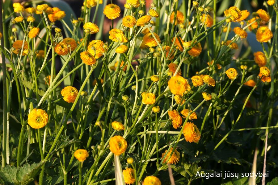 Vėdrynas aitrusis (Ranunculus acris) 'Flore Pleno'