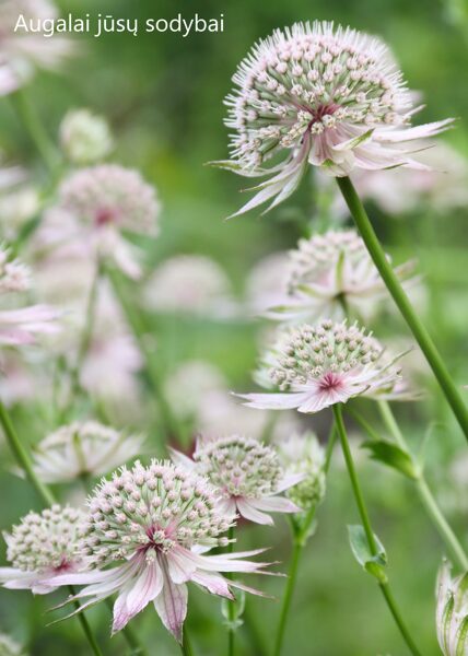 Astrancija didžioji (Astrantia major) 'Florence'
