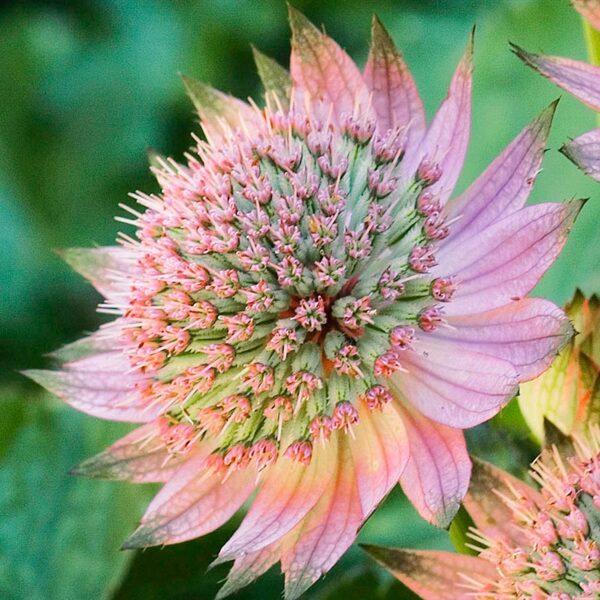 Astrancija didžioji (Astrantia major) 'Florence‘