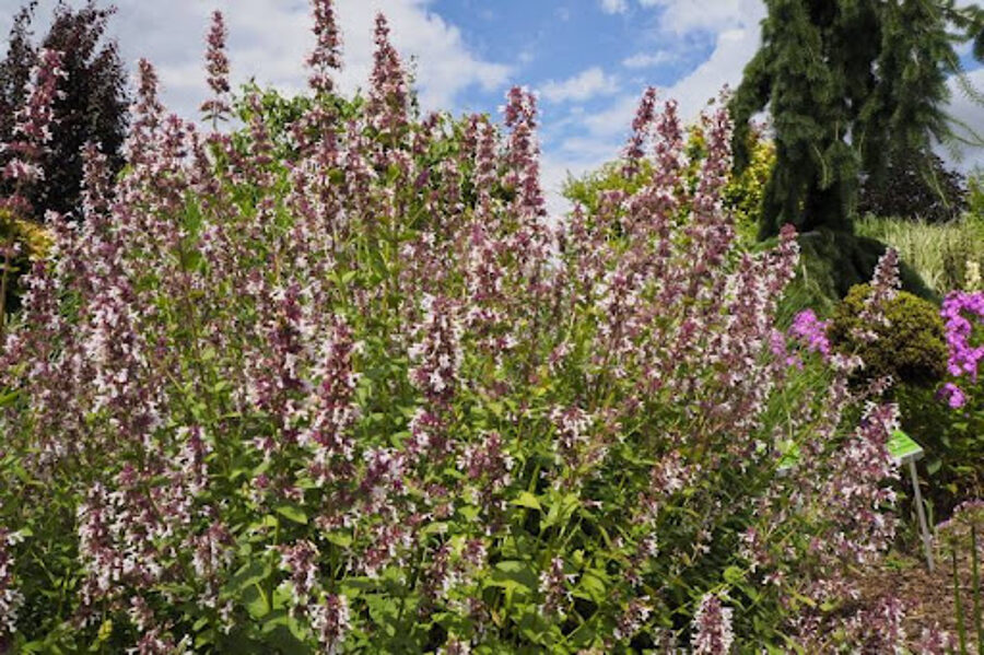 Katžolė (Nepeta) 'Florina'