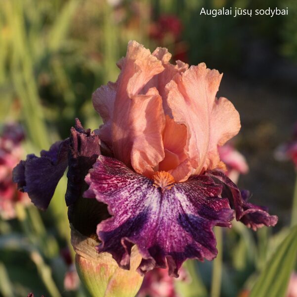 Vilkdalgis (Iris) 'Flying Circus'