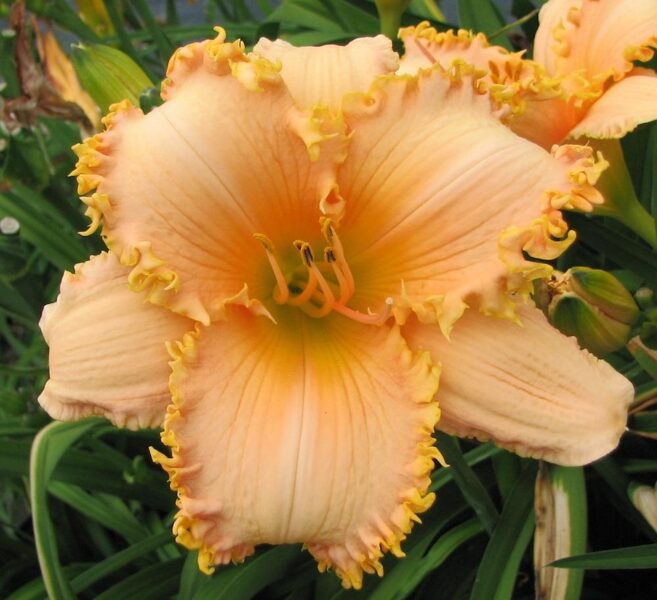 Viendienė (Hemerocallis) 'Forestlake Ragamuffin'