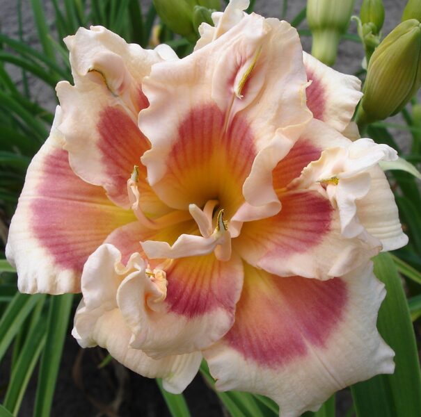 Viendienė (Hemerocallis) 'Forty Second Street'