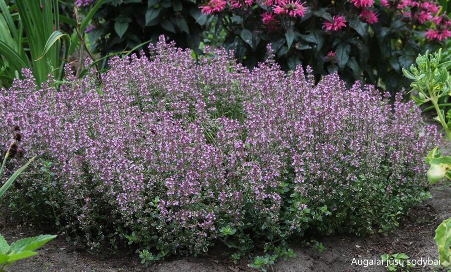 Keturbriaunis čiobrelis (Thymus pulegioides) 'Foxley'