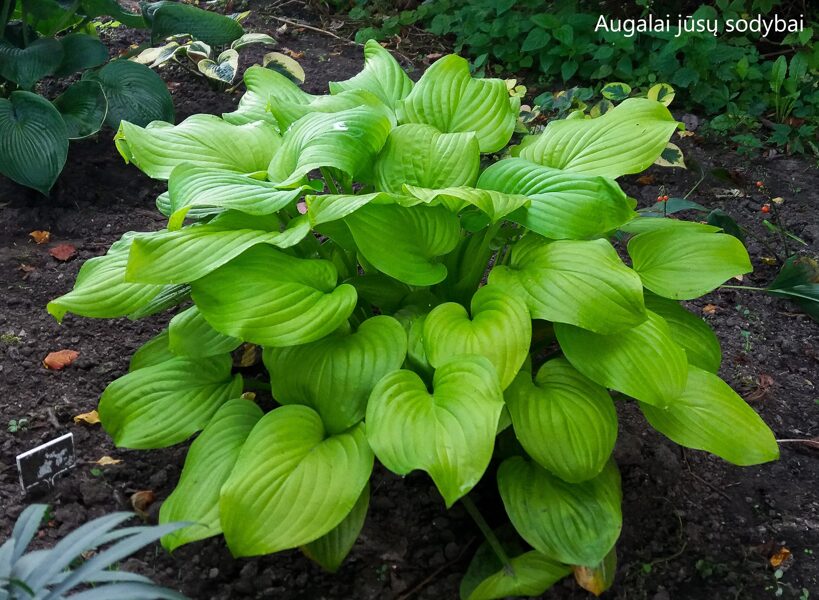 Melsvė (Hosta) 'Fried Bananas'