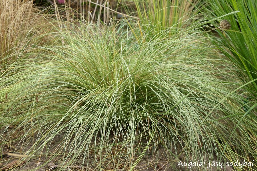 Viksva (Carex) 'Frosted Curls'