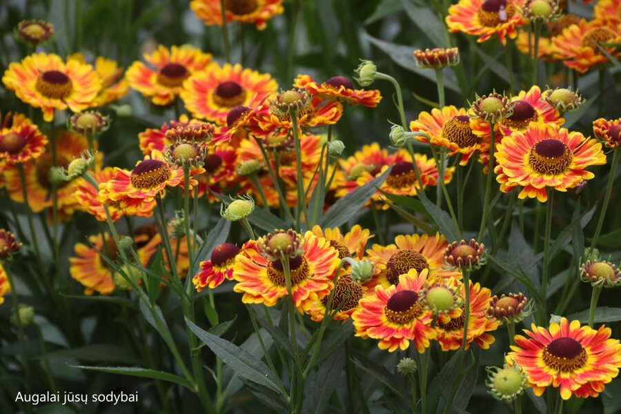 Saulainė (Helenium) 'Fuego'