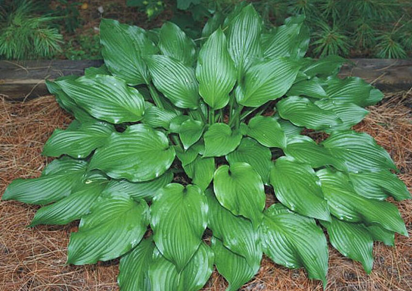 Melsvė (Hosta) 'Fujibotan'