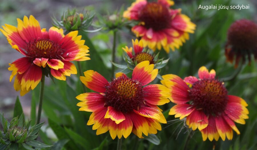 Gailiardija (Gaillardia aristata)