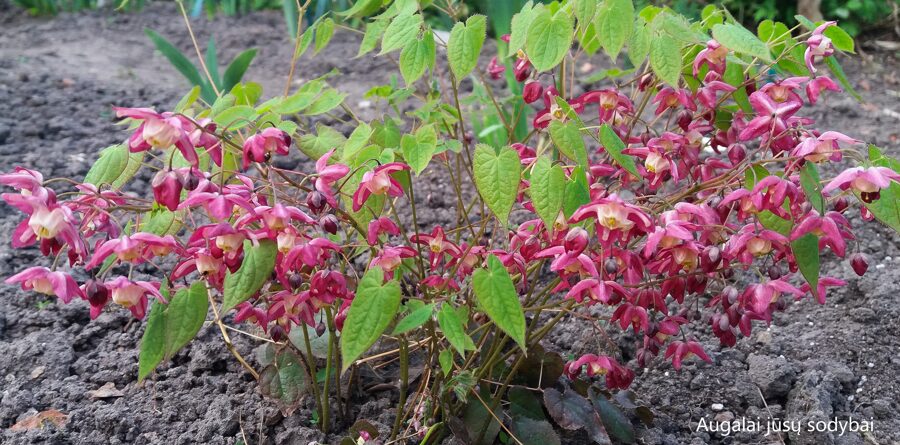 Raudonasis epimedis (epimedium rubrum) 'Galadriel'