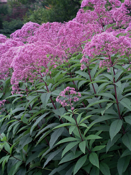 Dėmėtasis kemeras (Eupatorium maculatum) ‘Gateway’