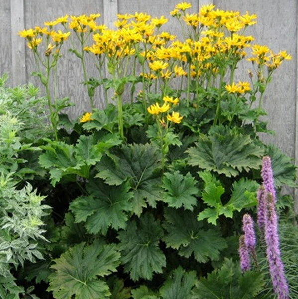 Gaurė (Ligularia x palmatiloba)