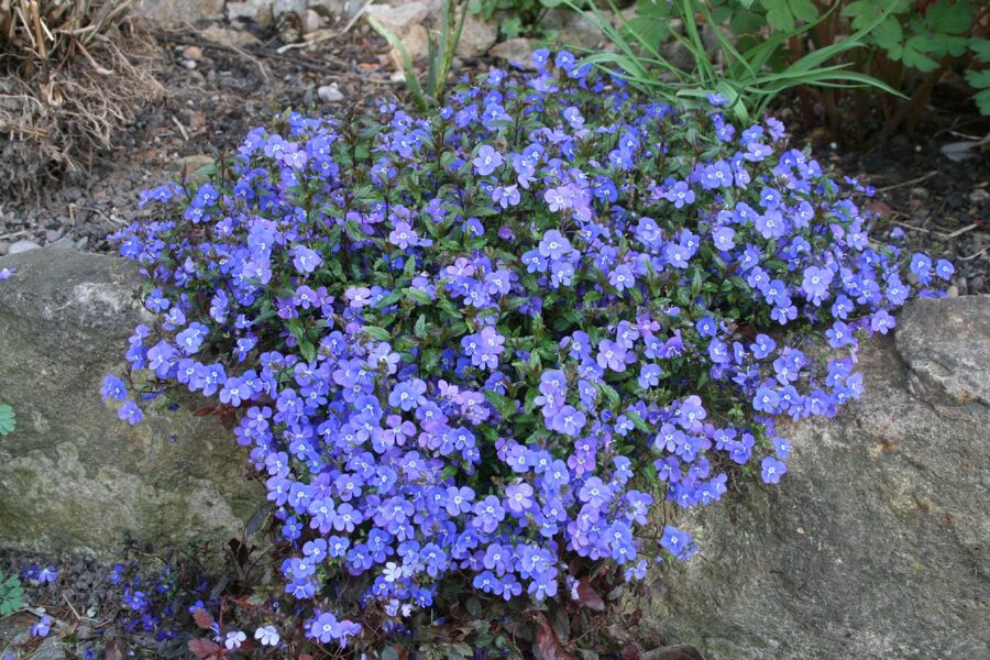 Veronika (Veronica peduncularis) 'Georgia Blue'