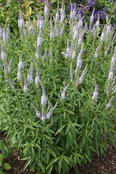 Veronika (Veronica spicata) 'Gerrit'