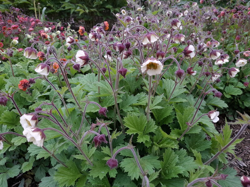 Žiognagė (Geum) 'Eden's Valley Angel'