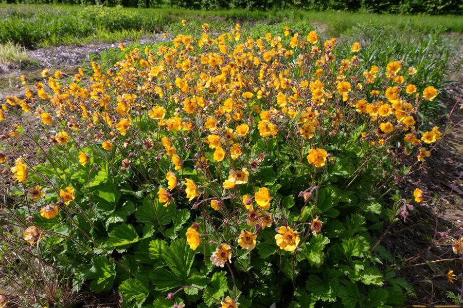 Žiognagė (Geum) 'Georgenberg'