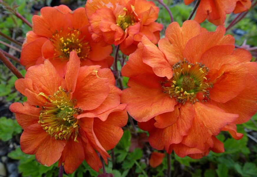 Žiognagė (Geum chiloense) ‘Dolly North’