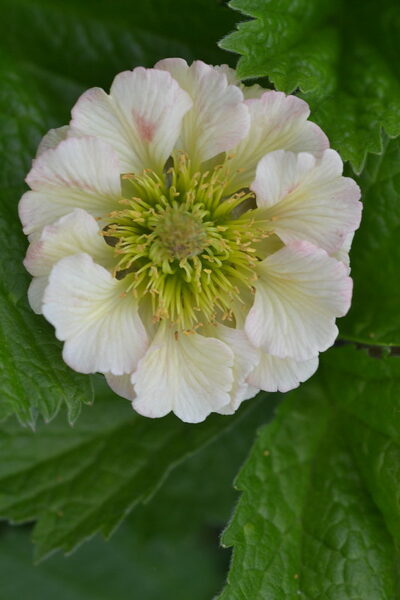 Žiognagė (Geum) 'Eden's Valley Angel'