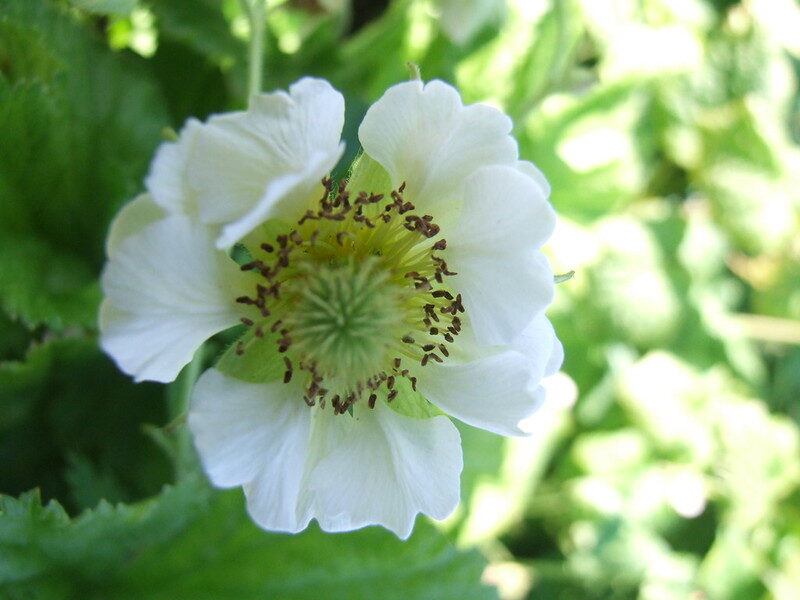 Žiognagė (Geum rivale) 'Snowflake'