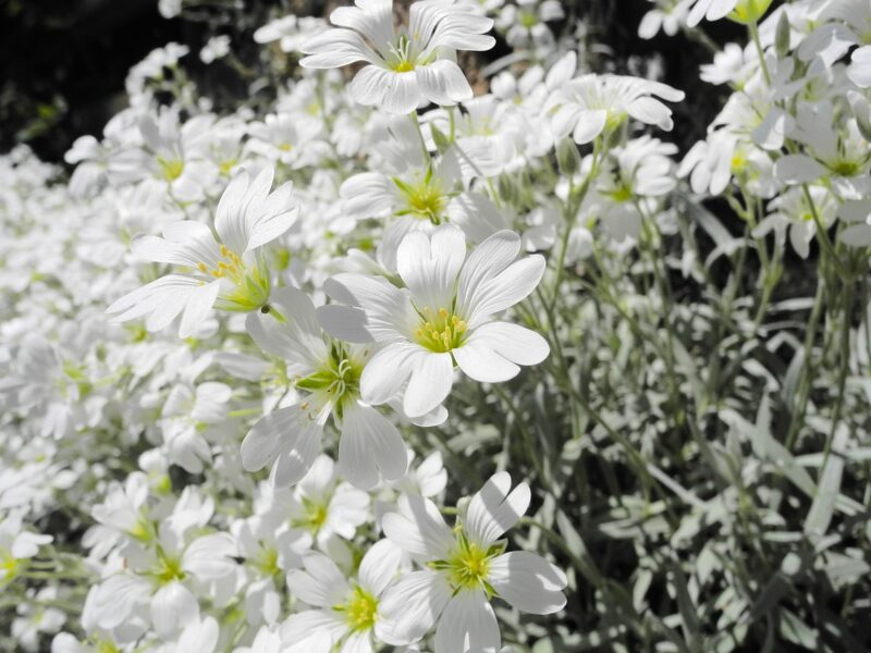 Glažutė pūkuotoji (Cerastium tomentosum)