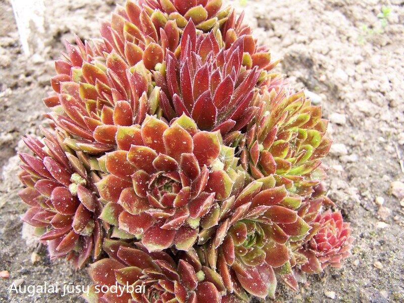 Šilropė (Sempervivum) 'Gloriosum'