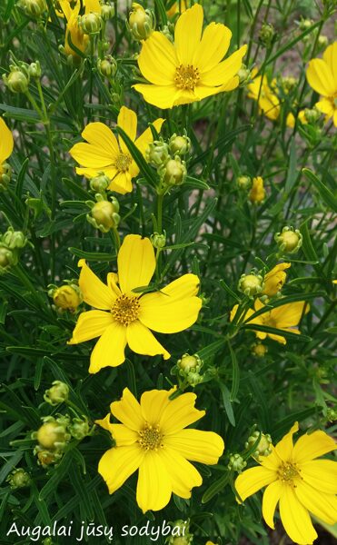 Gludas skiautėtalapis (Coreopsis palmata)