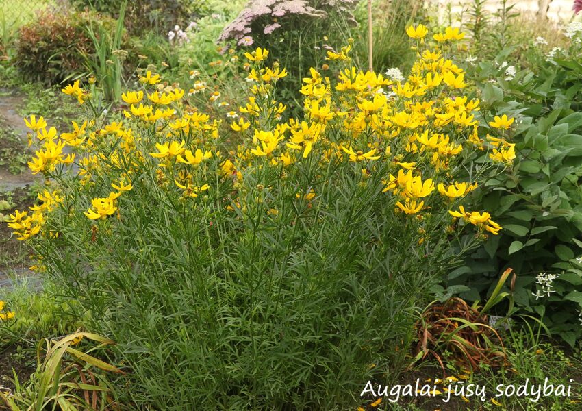 Gludas skiautėtalapis (Coreopsis palmata)