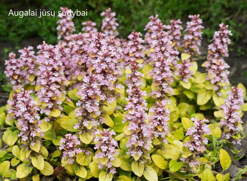 Vaisgina šliaužiančioji (Ajuga reptans) 'Gold Chang'