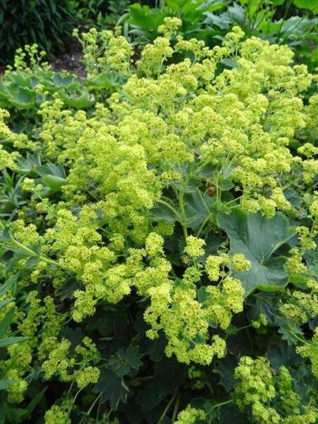 Rasakila (Alchemilla sericata) ‘Gold Strike’