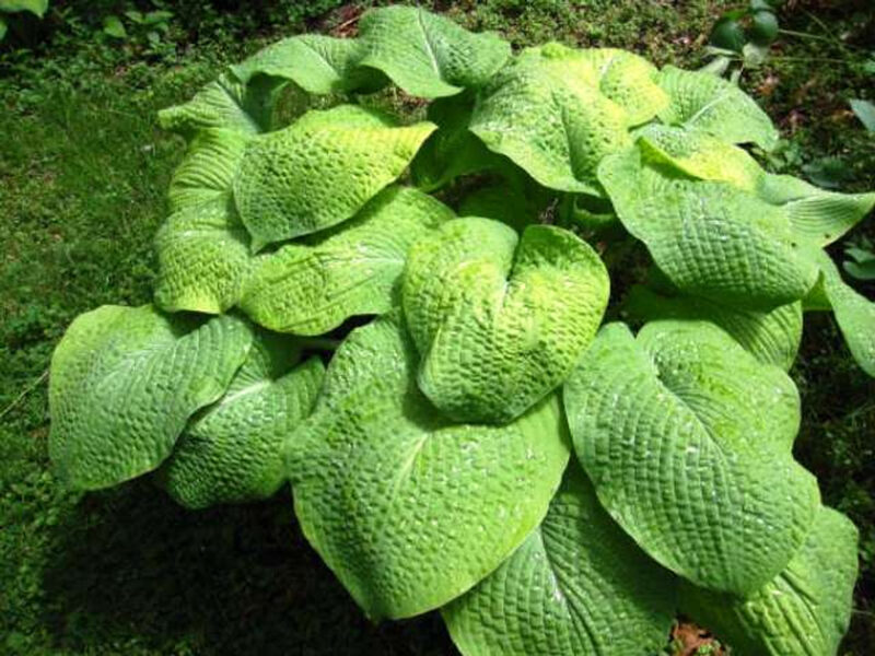 Melsvė (Hosta) 'Golden Sculpture'