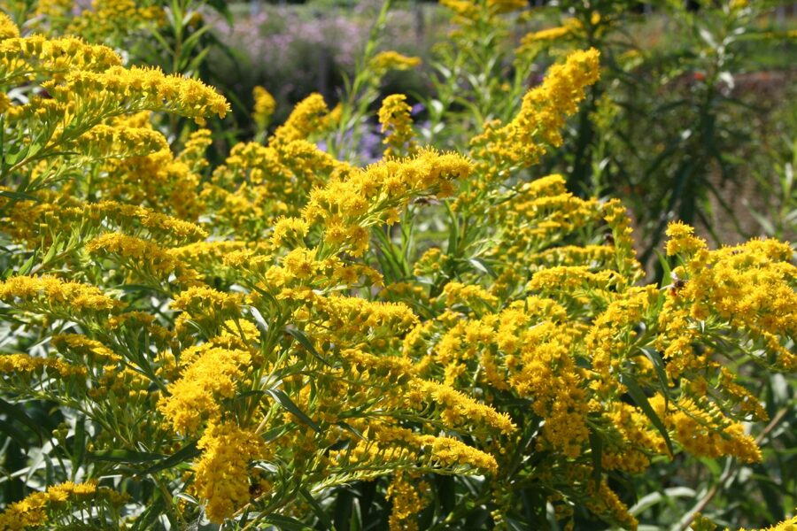 Rykštenė (Solidago sempervirens) 'Goldene Wellen'