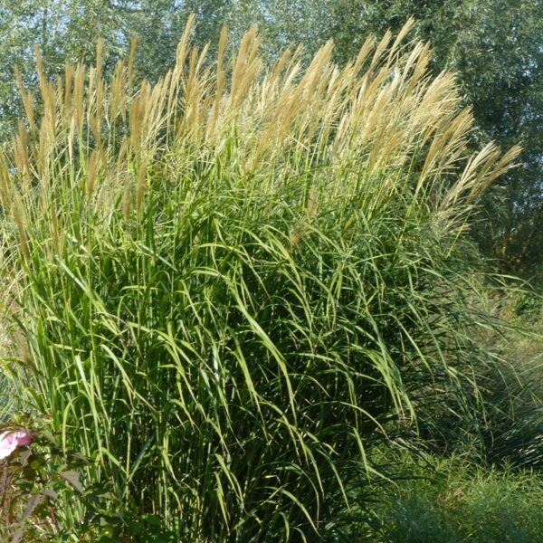 Kininis miskantas (Miscanthus sinensis) 'Goldglanz'