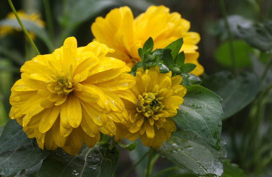 Rudbekija (Rudbeckia laciniata) 'Goldquelle'