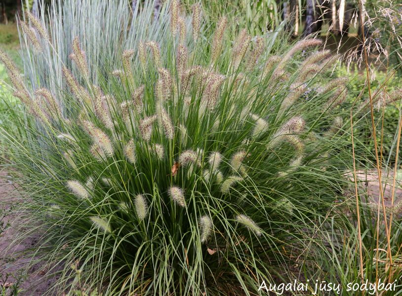 Soruolė pašiaušėlinė (Pennisetum alopecuroides) 'Goldstrich'