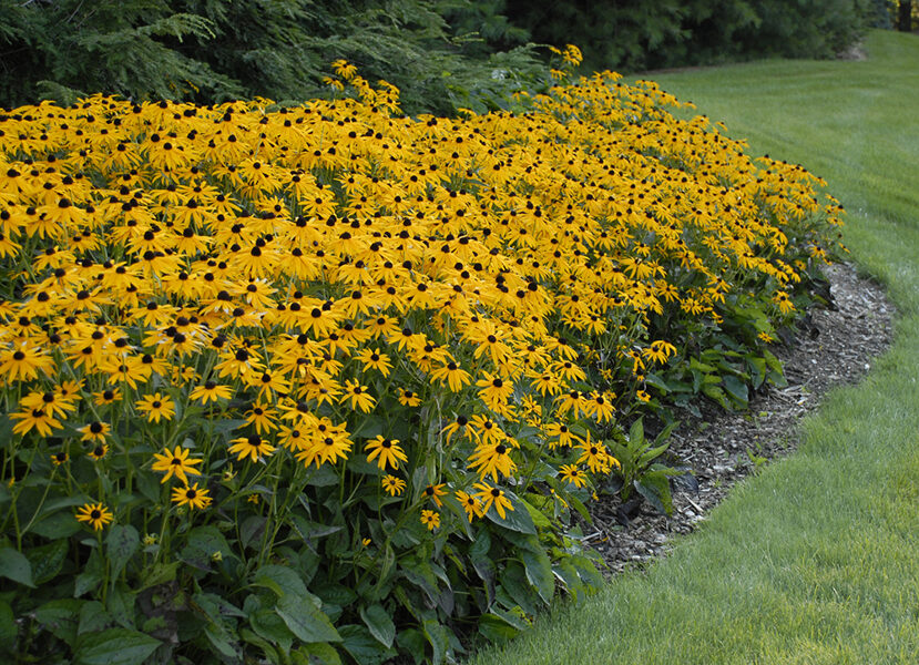 Žėrinčioji rudbekija (Rudbeckia fulgida) 'Goldsturm'