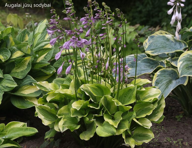 Melsvė (Hosta) 'Grand Tiara'