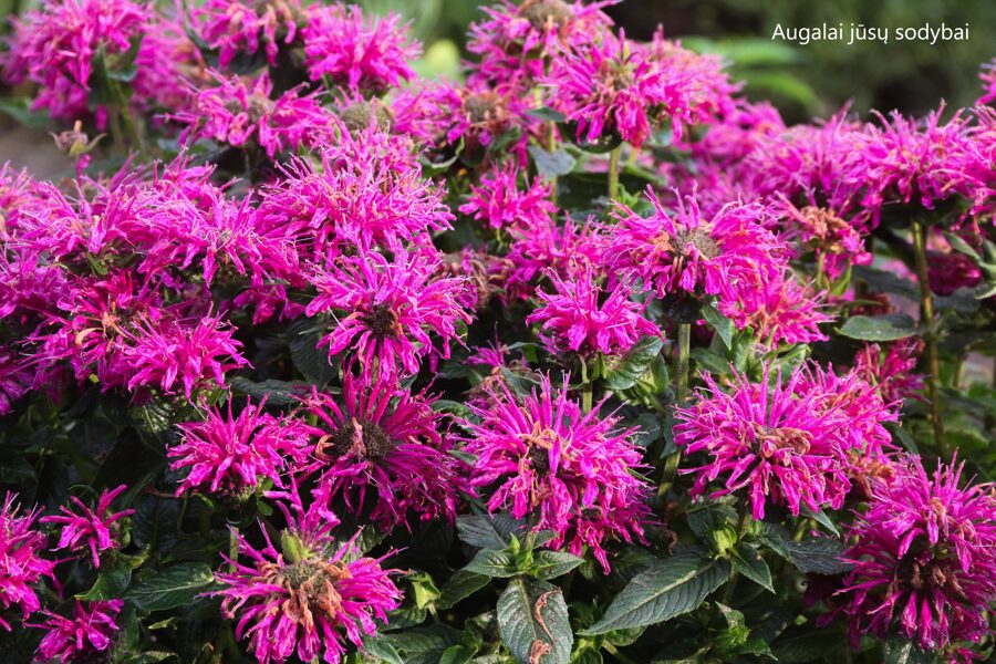 Monarda (Monarda didyma) 'Grape Gumball'