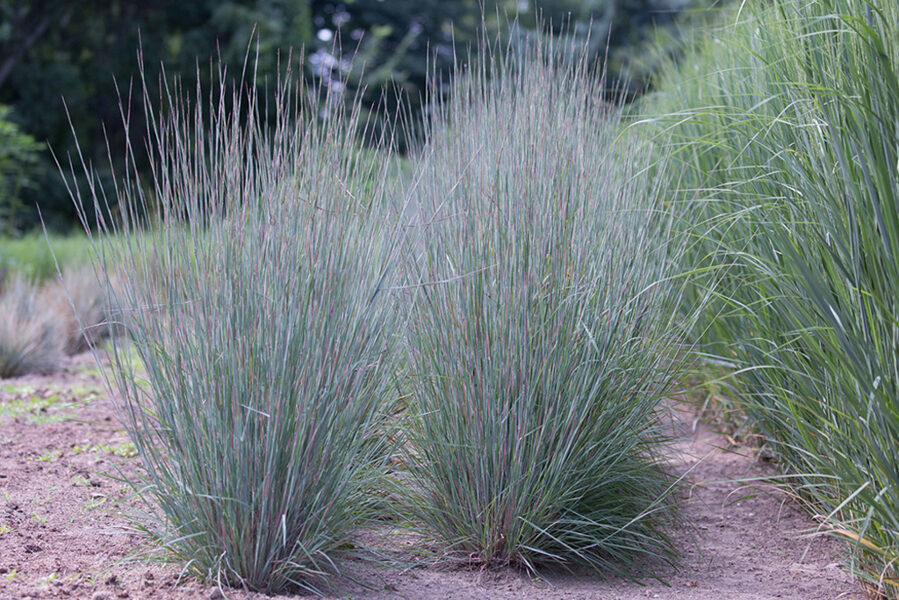 Barzdūnas kupstinis (Schizachyrium scoparium) 'Blue Heaven'