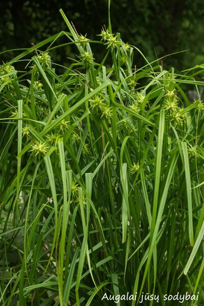 Grėjaus viksva (Carex grayi)