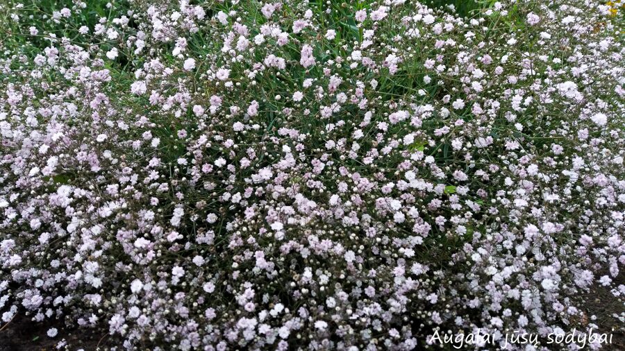 Guboja šliaužiančioji (Gypsophila repens) 'Rosenschleier'
