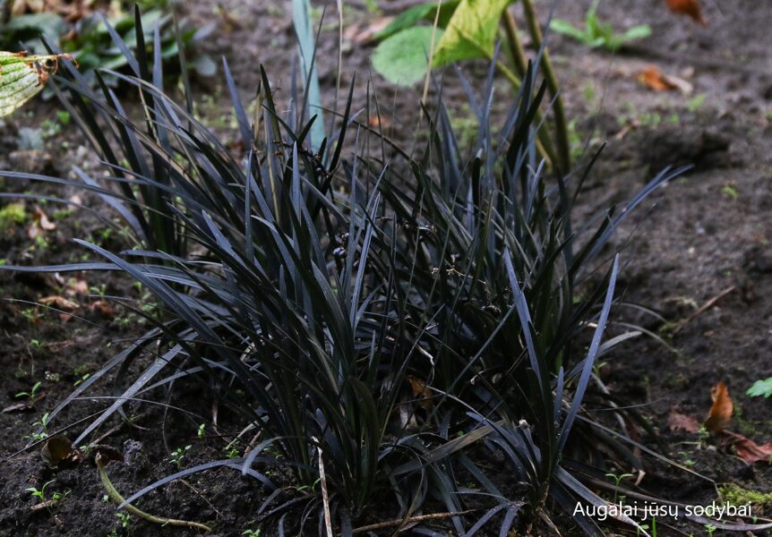 Gyvatbarzdė plokščiastiebė (Ophiopogon planiscapus) 'Nigrescens'