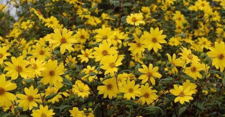 Saulėgraža (Helianthus microcephalus) 'Straffe Prairie Gast'